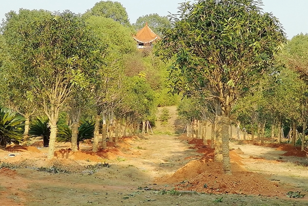 1573558019785069751.jpg 1.jpg