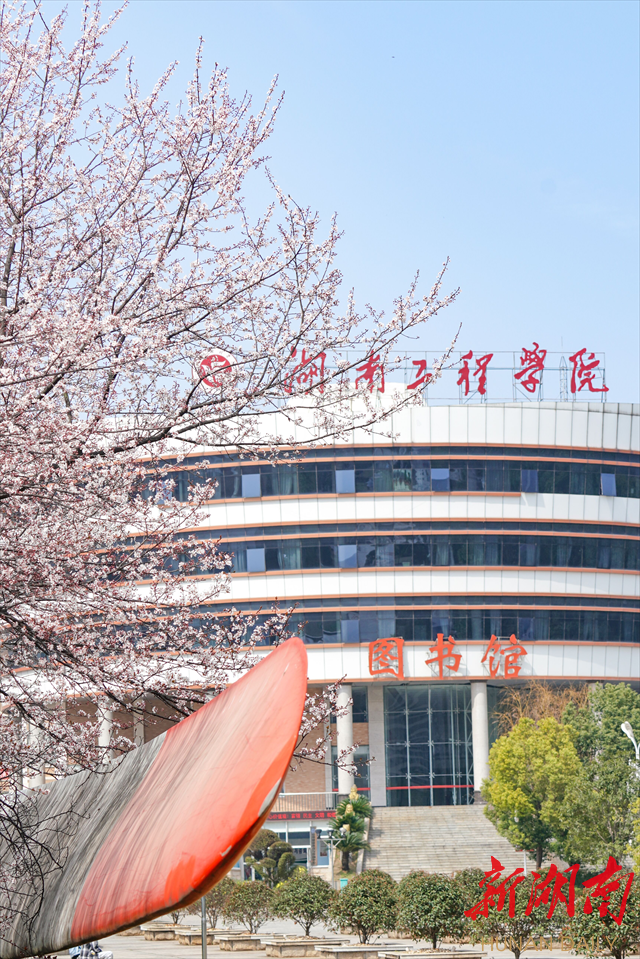 MILE米乐官方网站紫叶李花开惹人醉