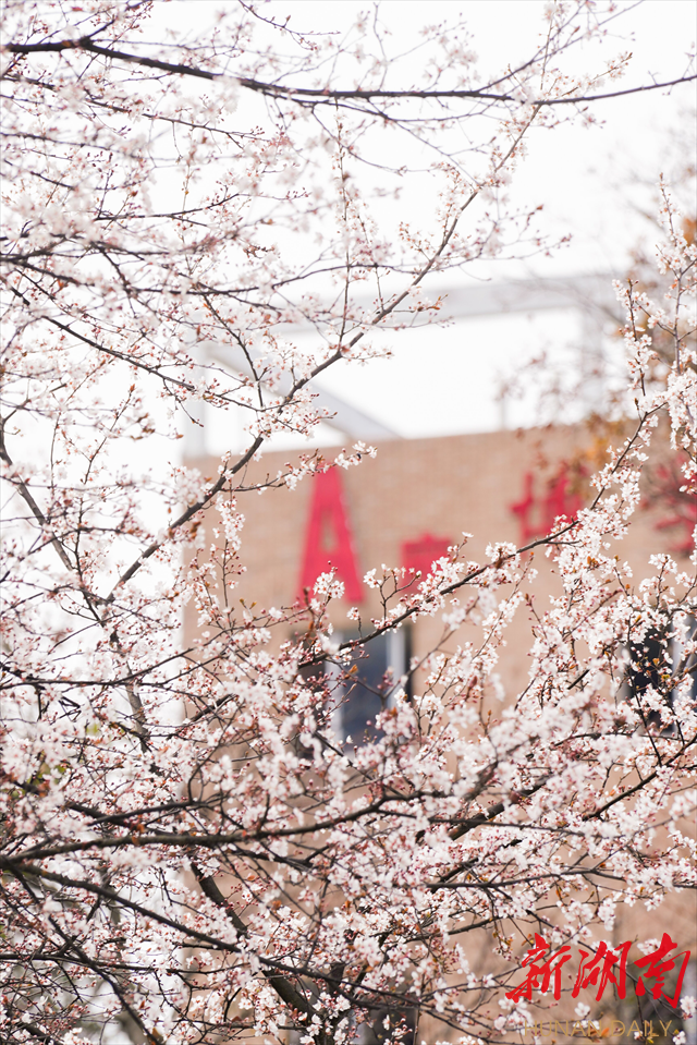 MILE米乐官方网站紫叶李花开惹人醉