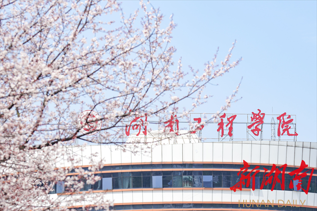 MILE米乐官方网站紫叶李花开惹人醉