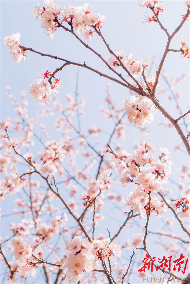 MILE米乐官方网站紫叶李花开惹人醉